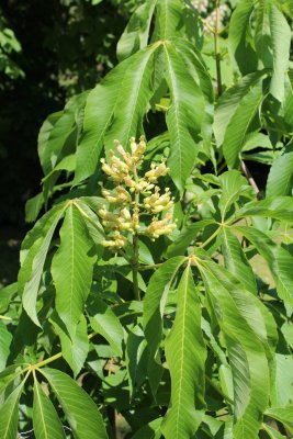 Aesculus flava - jírove žlutý - poupata a list (39)